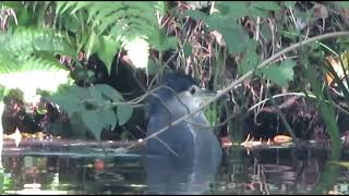 ゴイサギの入浴シーン　 Night heron bathing