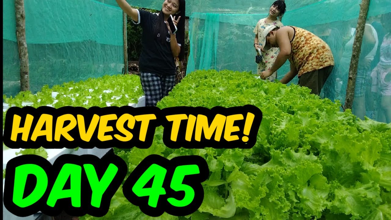 HARVEST TIME Hydroponic Lettuce I Agribusiness How It Works YouTube