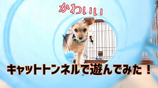 【かわいい】あんちゃんキャットトンネルであそんでみた…【犬動画】