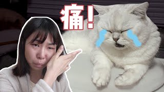 猫打针之后腿瘸了铲屎官以为要截肢直接吓哭了花花与三猫 Cat Live