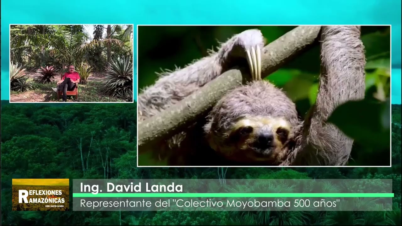 LAS FUENTES DE AGUA EN MOYOBAMBA SON CADA DÍA ESCASAS DEBIDO AL CAMBIO CLIMÁTICO