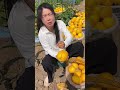 High quality agricultural products#Yellow River melon