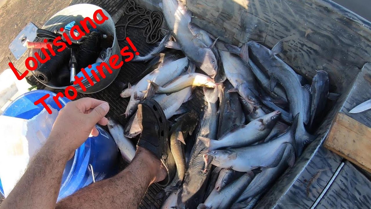 Louisiana Trotline Fishing for BluecatCatch Clean Cook Cajun