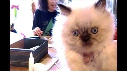 Making A Mosaic Desk Organizer By Doodle Crate!😎