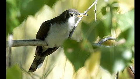 Western Yellow-billed Cuckoo: Colorado