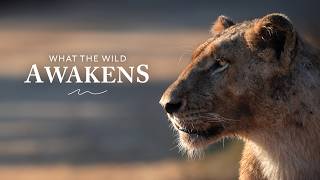 How Nature Changes Us: Kruger National Park (4K) Guide