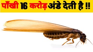 पाँखी कितने साल तक जीते हैं ? | Only 0.000002% termite can do sex | #Termite #पाँखी #ScienceTechz