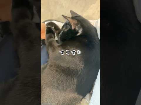 子猫のお出迎えが可愛すぎた　#黒猫 #ボンベイ #猫のいる暮らし #ねこのいる生活 #ねこ #cat #bombay #猫 #ネコ #ねこ動画 #cute