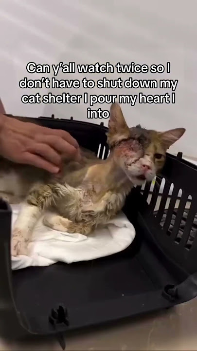 Its the least you can do🥺🙏 #shelter