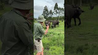 Cape buffalo – Known to be aggressive but are relaxed and approachable in a herd!  #wildlife
