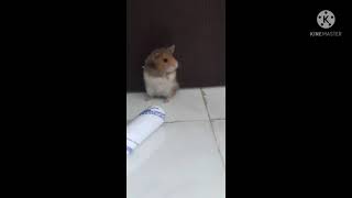 Difference between Hamsters and wild rats