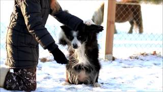 Finnish Lapphund Saana  Dog Tricks
