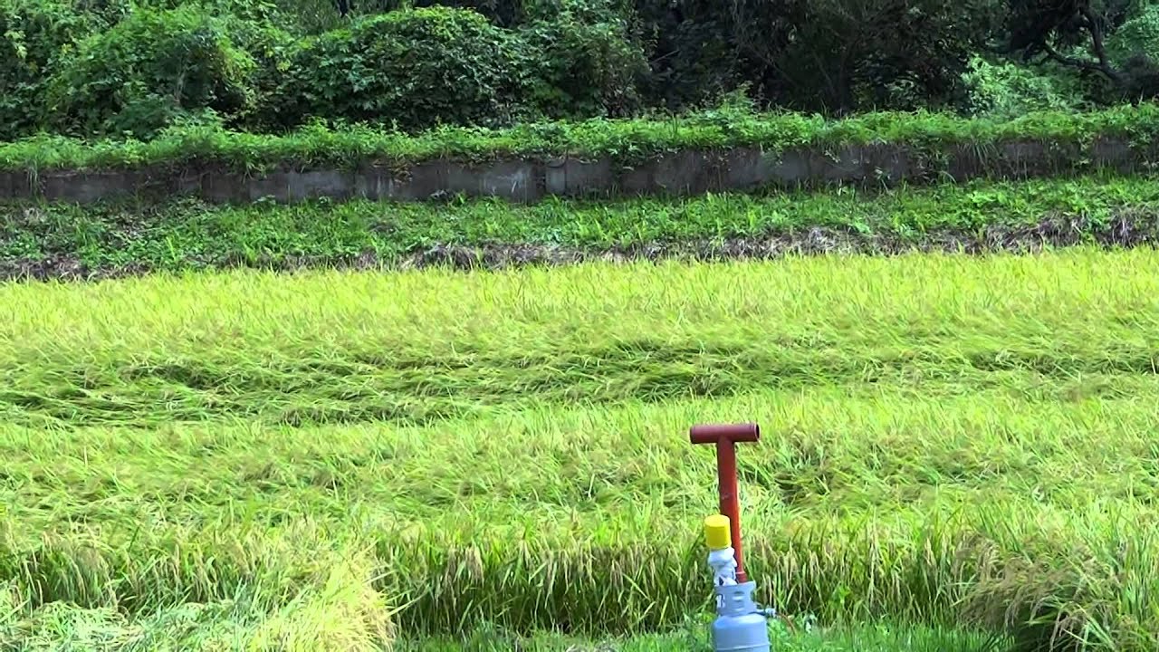 スズメ除け空砲ドッカン 音大きいです Youtube