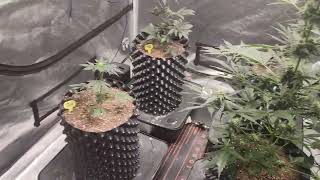 Weekly update Octopot grow #16 Day 56 Skunk #1, Jack Herer, Lemon Tree. Day 35 Wedding Cake.
