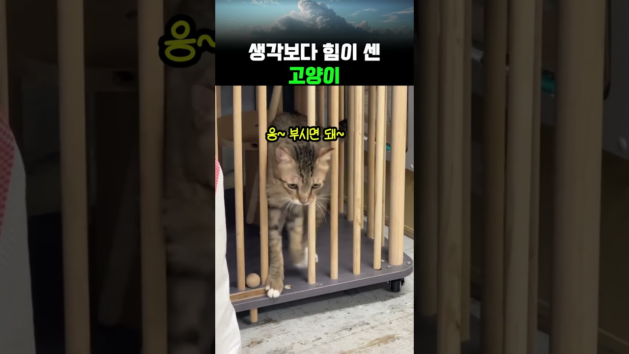 고양이를 가뒀다고 생각한 건 집사뿐이었다 #쇼츠 #공감 #웃긴영상 #유머 #animals #shorts