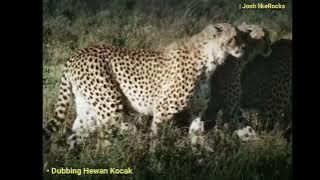 Rusa Tengil & Tiga Cheetah Gagah (Dubbing Hewan Kocak) #videolucu