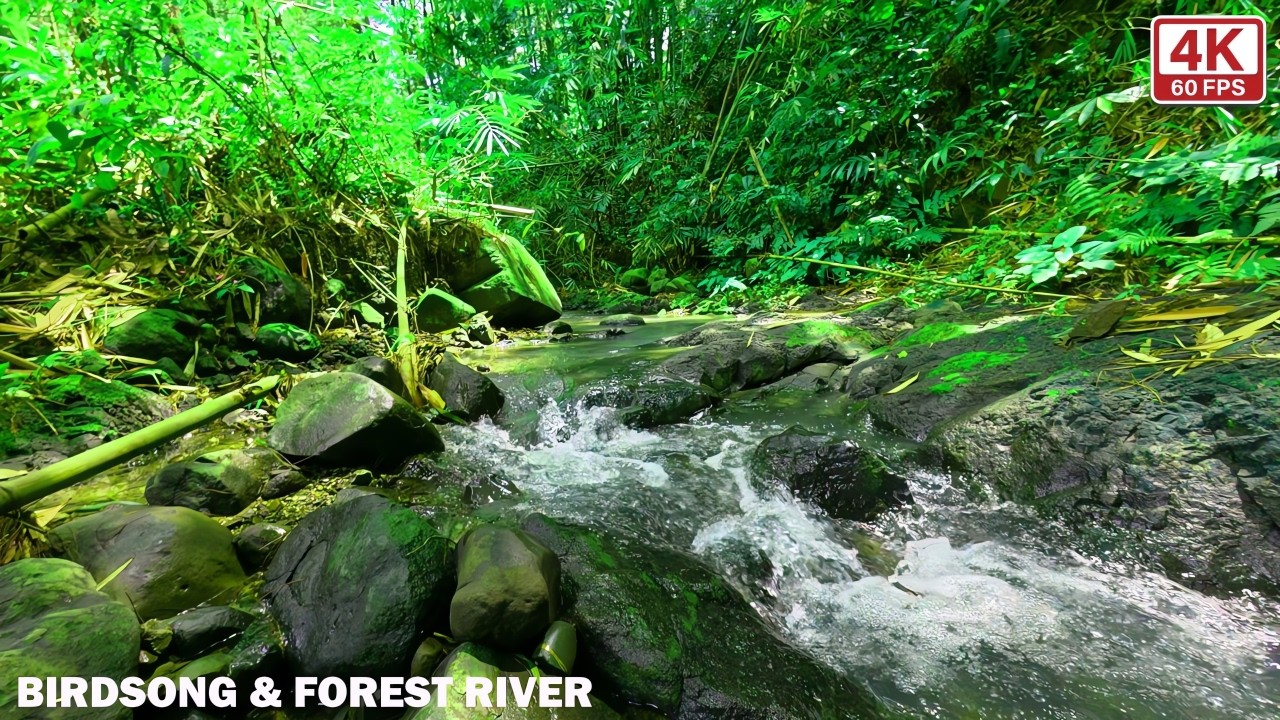 Healing River Water & Gentle Birds – Soothing Nature Therapy to Calm Your Mind