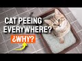 😼¿WHY is my CAT PEEING Everywhere?