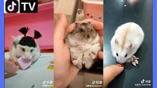 Tik Tok China | Super cute hamster