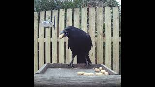 Carrion crow feeding on the monkey nuts