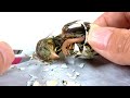 卵を剥いてヒヨコを引っ張り出すと… thumbnail