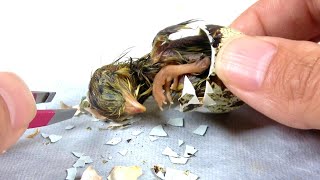 卵から出られないヒヨコを救出
