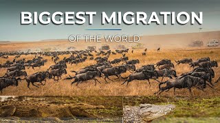 Witness the World's Biggest Spectacle - Blue Wildebeest Migration  #animals   #africa #nature