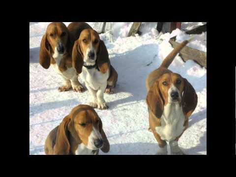 Video: Beagle