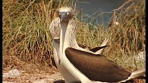 The Sea Birds of Isabella, Episode 34 of 37, Jacqu...