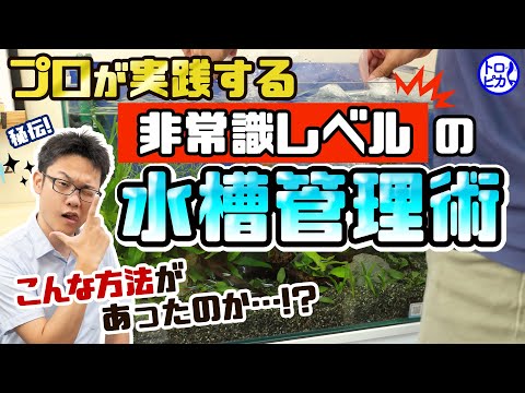 【こんな方法あったのか】プロの水槽管理方法10選!“非常識”に見える効果抜群の水槽メンテナンス