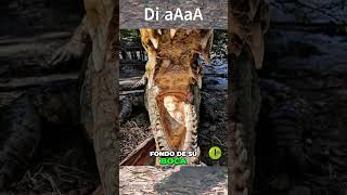 🎙️ El Secreto de los Cocodrilos: ¿Por Qué No Sacan la Lengua? 🐊 #sabiasque #cocodrilo #datoscuriosos 🎙️ El Secreto de los Cocodrilos: ¿Por Qué No Sacan la Lengua? 🐊 #sabiasque #cocodrilo #datoscuriosos