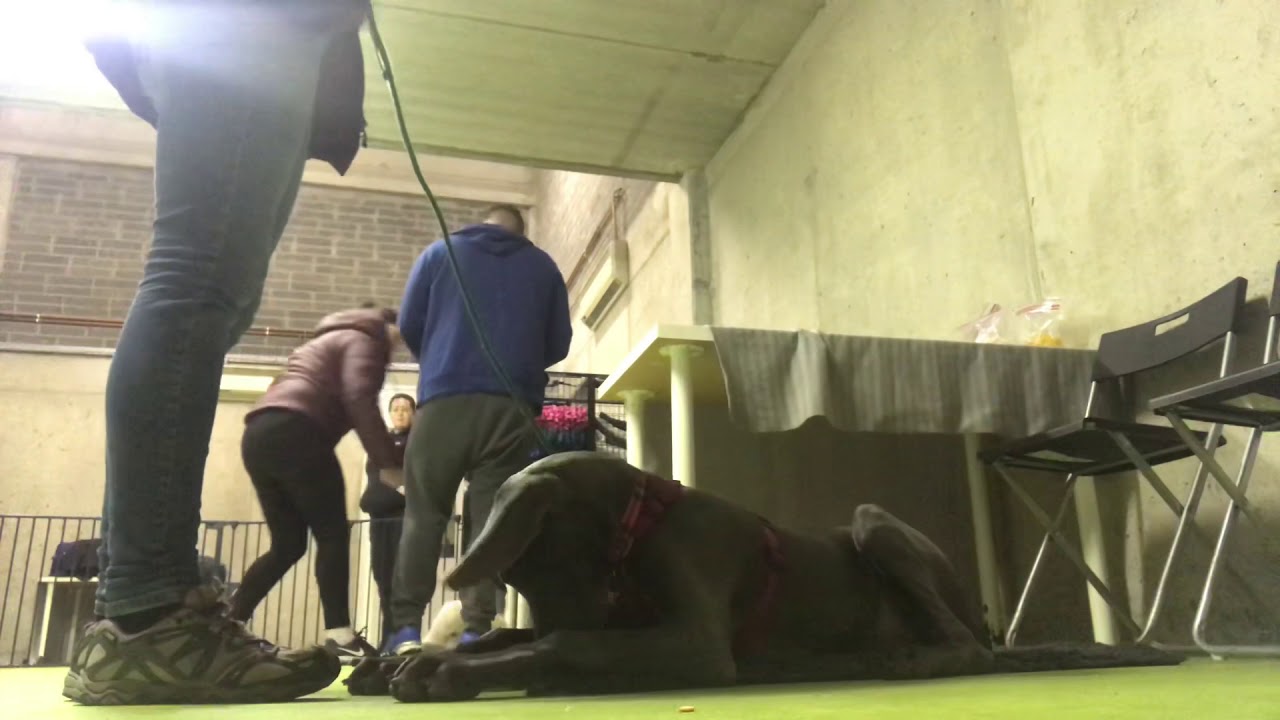 Kole mat settle at AniEd puppy class stage 2 -  300  peck