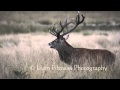 Red deer stag bolving  nikon d7100  aspiring wildlife filmmaker  uk  england  2015 