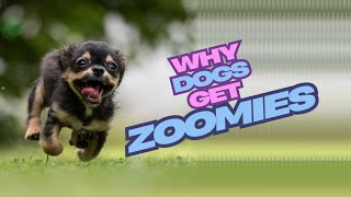 Why Do Dogs Get the Zoomies Unleashing the Science!