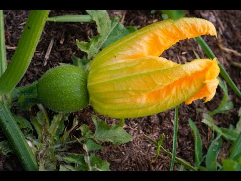 Video: Pumpkin Vine Flowering - Hvordan kan du se, om dine græskar blev bestøvet