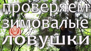 Начал проверять ловушки на рои. Проверяю ловушки, зимовавшие на деревьях. Проверка чужой ловушки