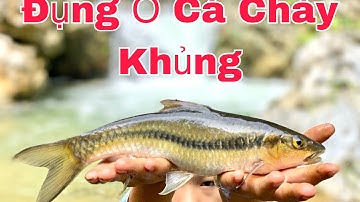 Câu Cá Suối Bằng Mồi Giun, Giật Mỏi Tay Khi Đụng Đàn Cá Chày Khủng, Stream Fishing With Worm Bait