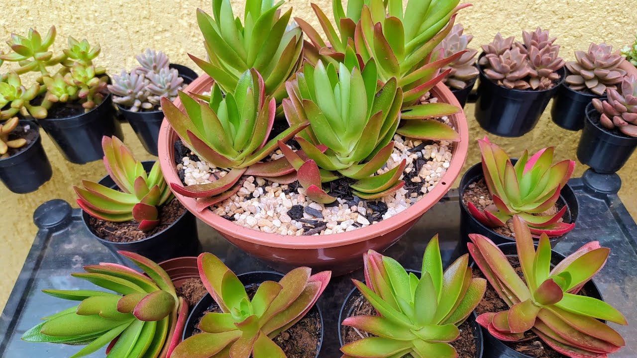 Como Cuidar da Crassula Capitella Campfire, 