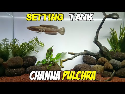 Setting tank channa pulchra #2| pakai batu kali•