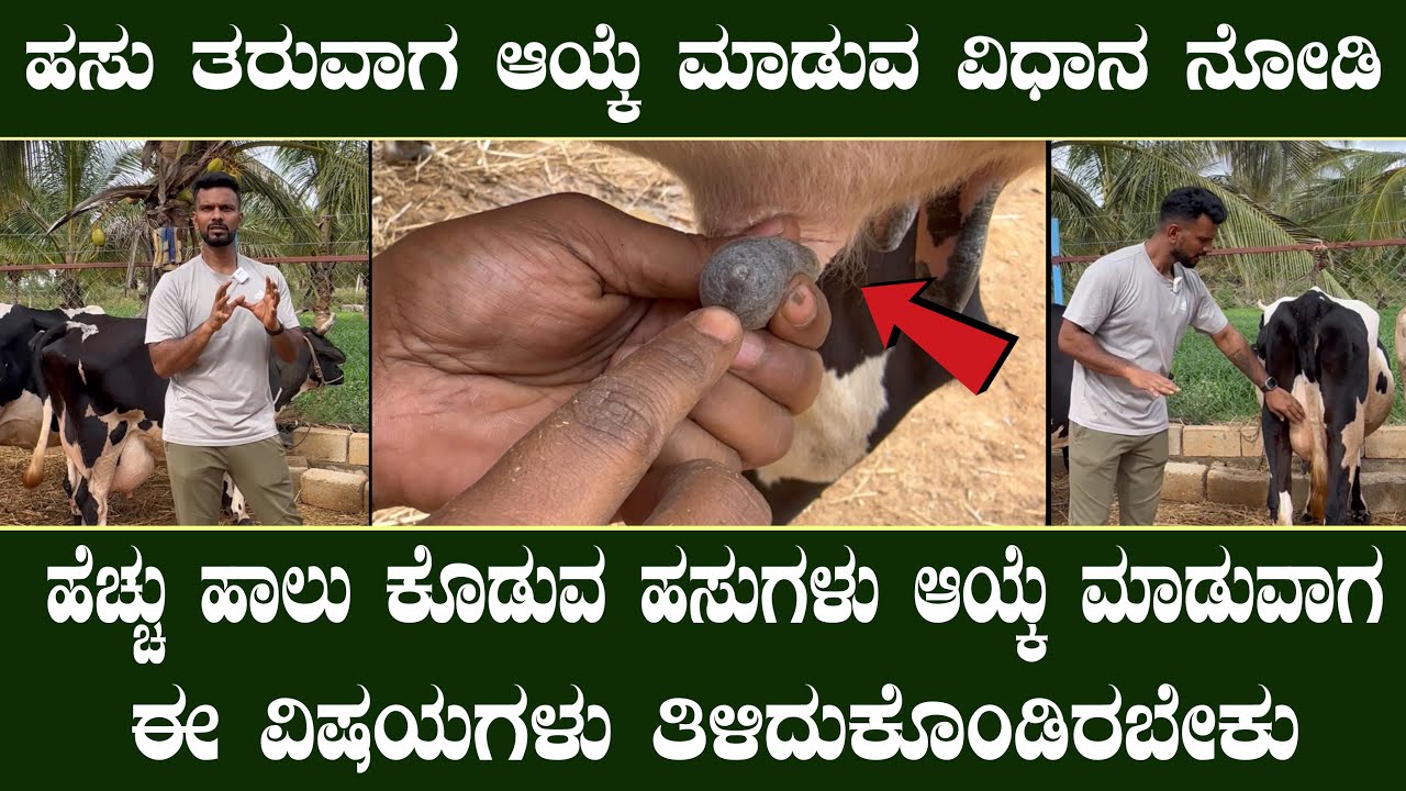 ಹಸು ತರುವಾಗ ಆಯ್ಕೆ ಮಾಡುವ ವಿಧಾನ ನೋಡಿ| Good Cow selection video | Dairy farm | Cow| hasu