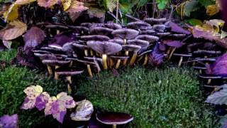 Abraham Hicks ~ Hope for the Best, Expect the Worst
