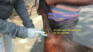 Intramuscular injection nerve damage ||vet treatment||Best injection sites in goat and sheep