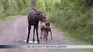 Как уберечься от зверей на дорогах? Как уберечься от зверей на дорогах?
