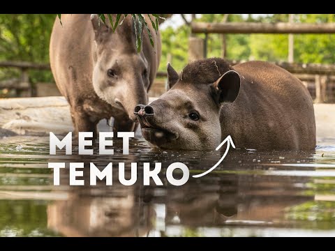 Video: Tapir ay Lowland tapir