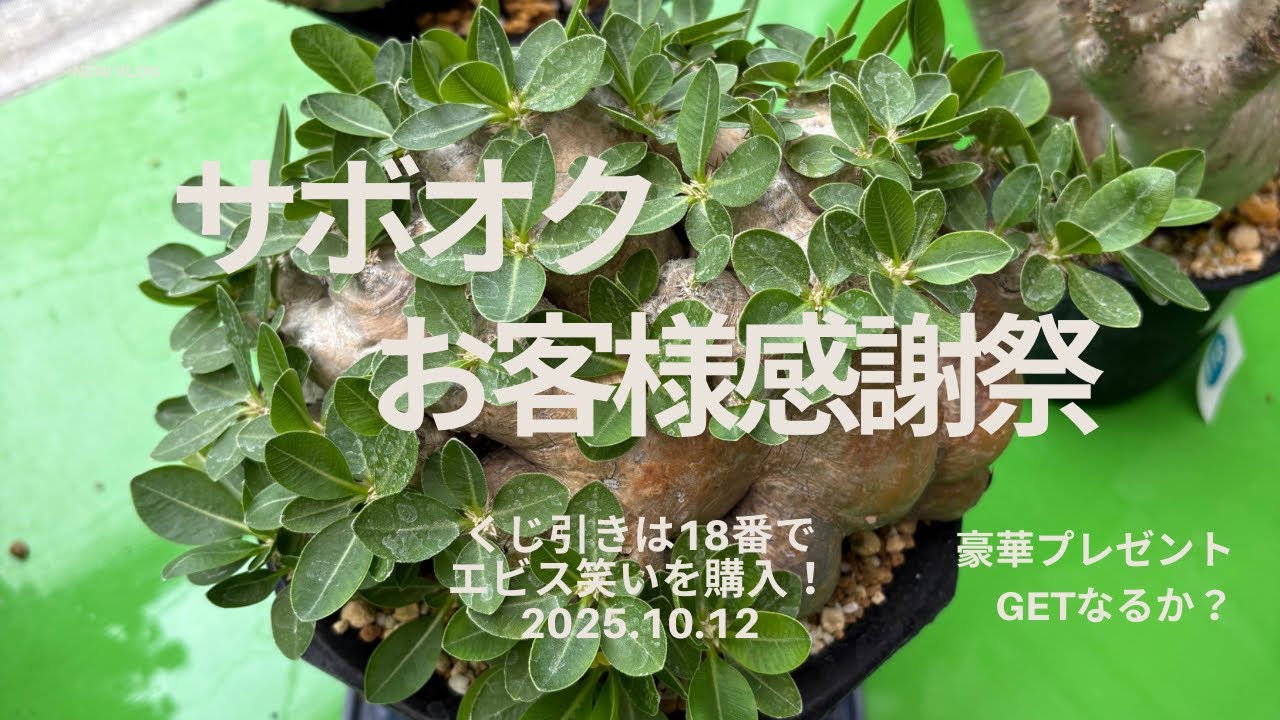 【サボテンオークション日本 お客様感謝祭】2025.10.12