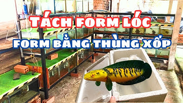 Form Cá Lóc Ngoài Trời Bằng Thùng Xốp | Chinh Mê Cá
