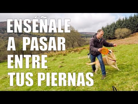 Video: Cómo hacer que tu perro pase por un túnel