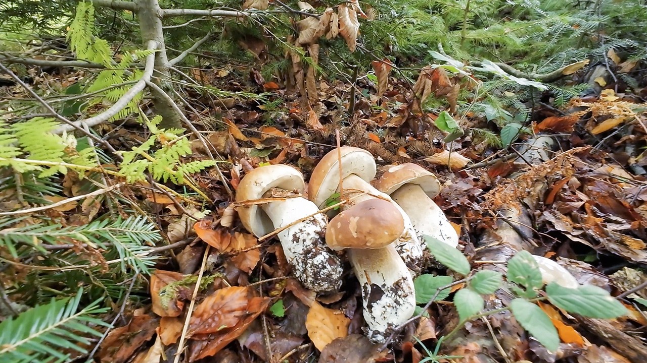 Де ж білі гриби? А є..!