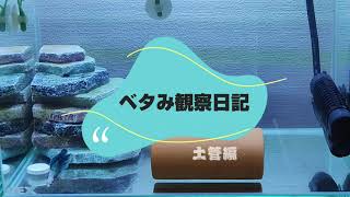 【癒やし】土管に入ってあくびをするベタの姿がこちらｗ【ダブルテール♀】