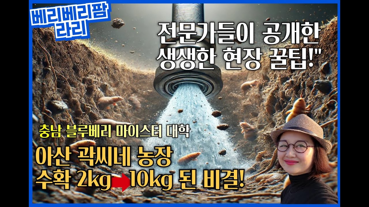 가성비 끝판 왕 아산 블루베리 곽씨네 농장 이야기 수확량 5배 늘린 슈퍼팁 총정리